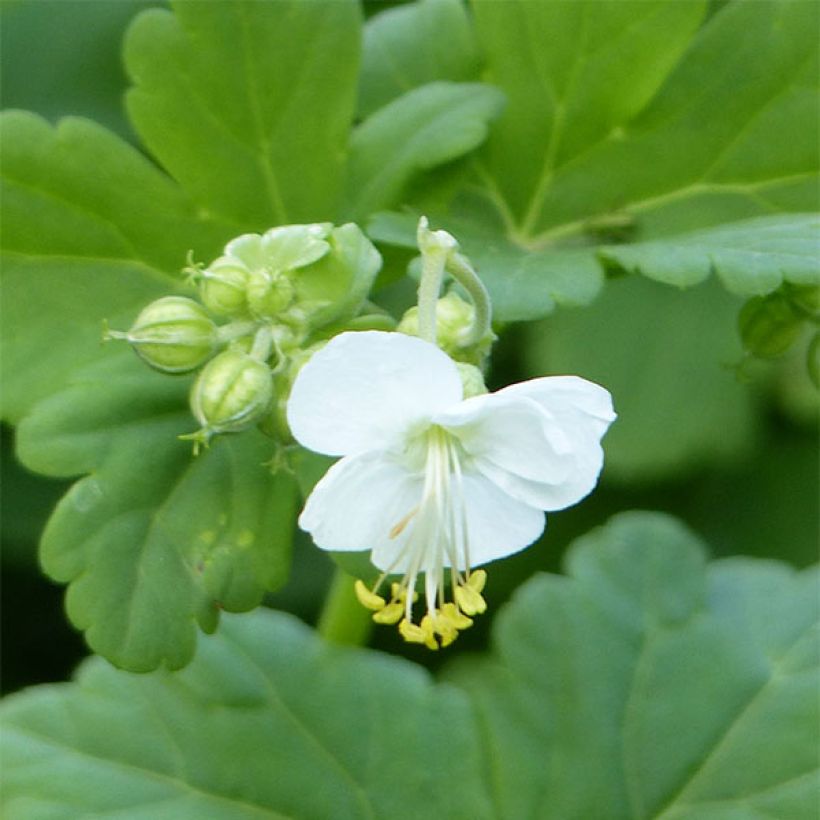 Geranium macrorrhizum White Ness - Rotsooievaarsbek (Foliage)