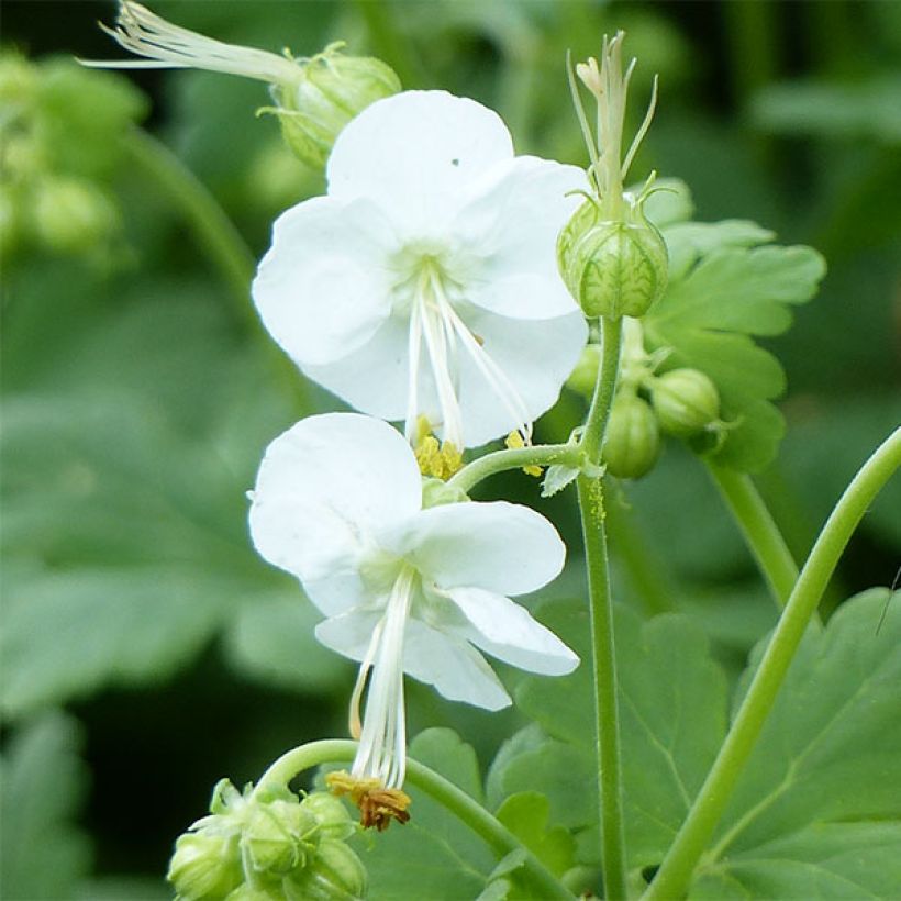 Geranium macrorrhizum White Ness - Rotsooievaarsbek (Flowering)