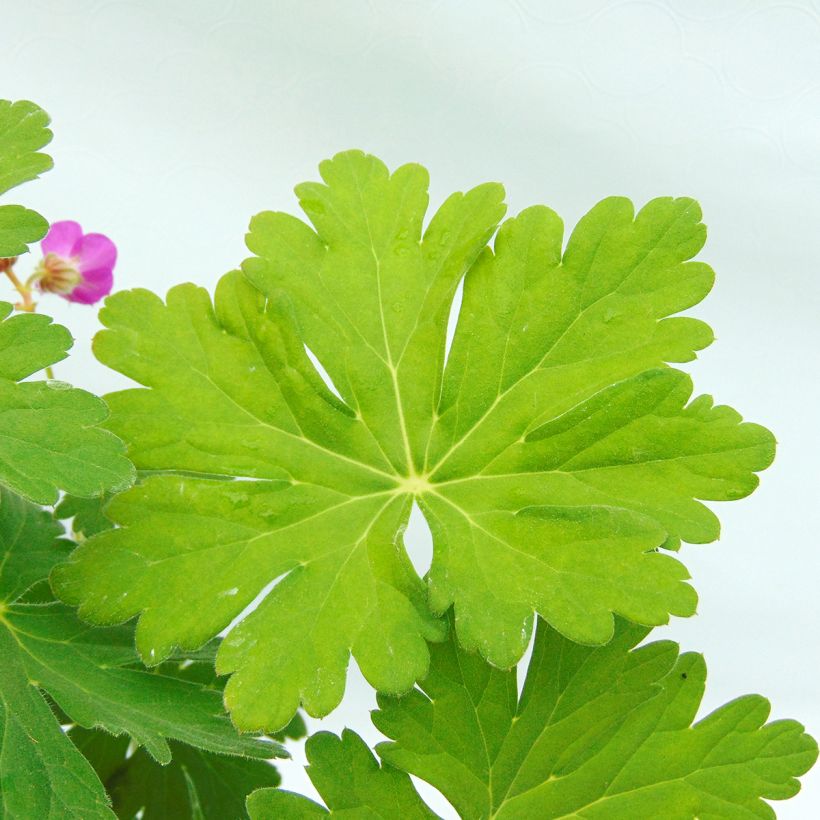 Geranium macrorrhizum - Rotsooievaarsbek (Foliage)