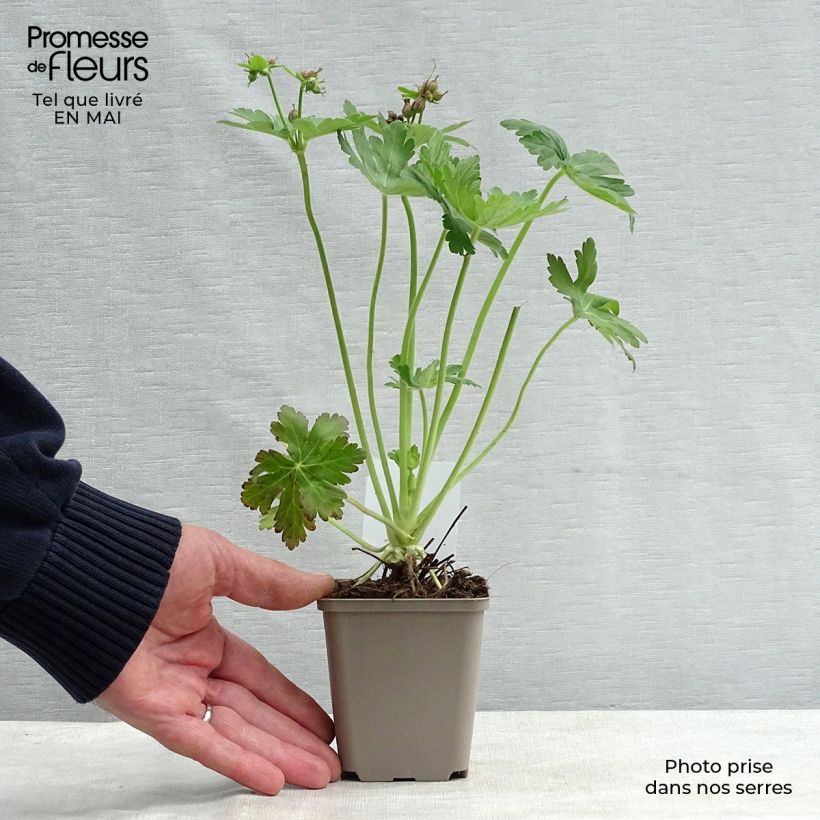 Exemplaar van Geranium macrorrhizum - Rotsooievaarsbek Kweekpotje van 8/9 cm zoals geleverd in de lente