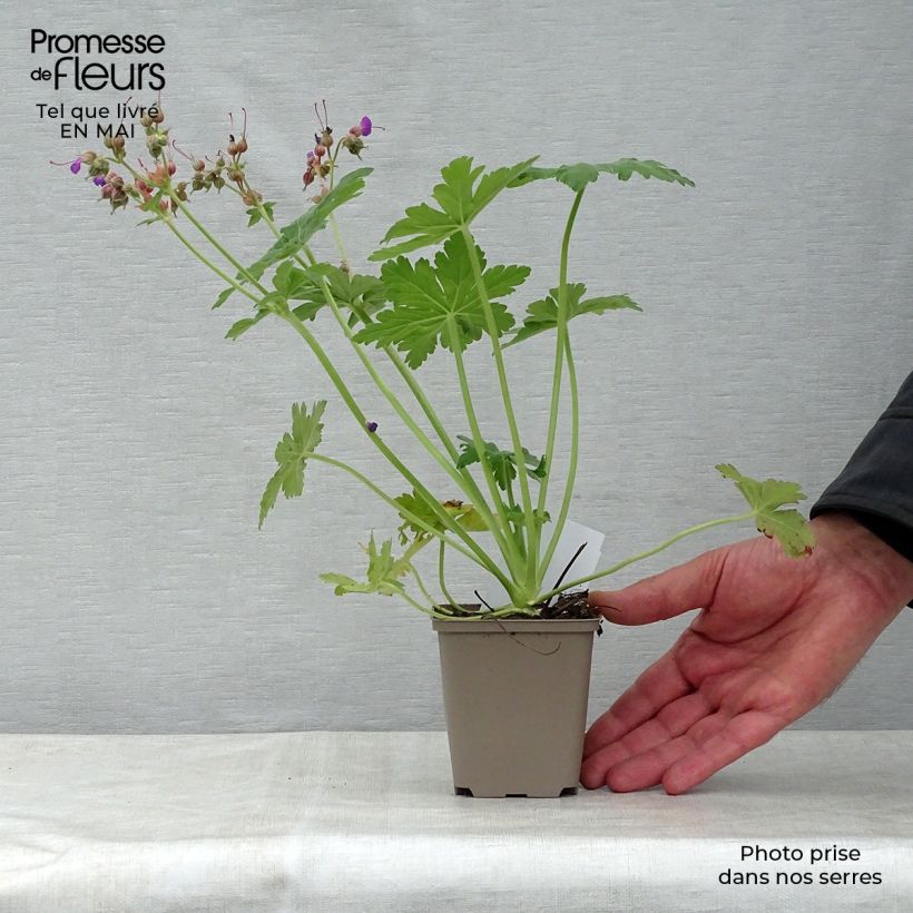 Exemplaar van Geranium macrorrhizum Bevan s Variety - Rotsooievaarsbek Kweekpotje van 8/9 cm zoals geleverd in de lente