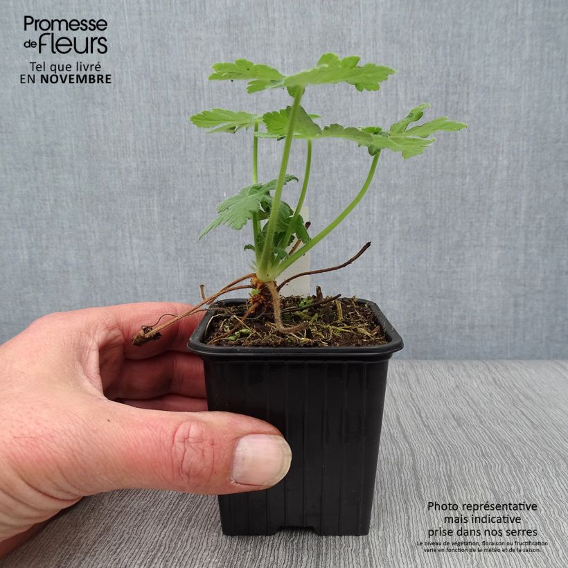 Exemplaar van Geranium macrorrhizum Bevan s Variety - Rotsooievaarsbek Kweekpotje van 8/9 cm zoals geleverd in de herfst