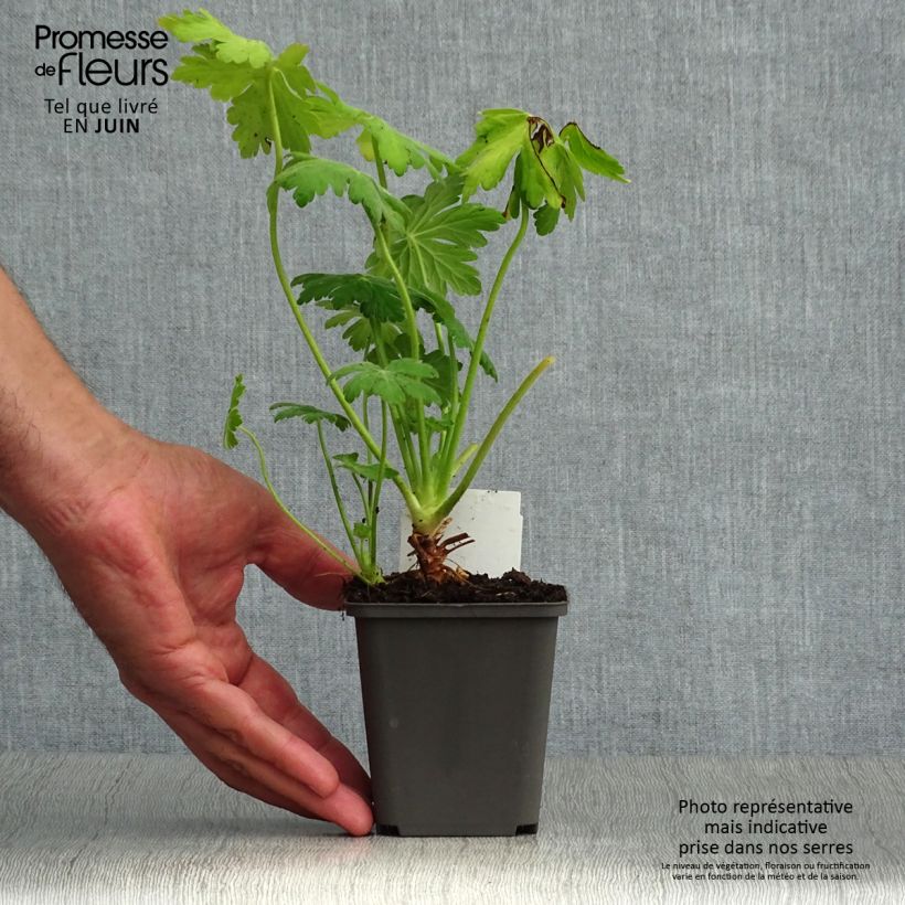 Exemplaar van Geranium macrorrhizum Bevan s Variety - Rotsooievaarsbek Kweekpotje van 8/9 cm zoals geleverd in de zomer