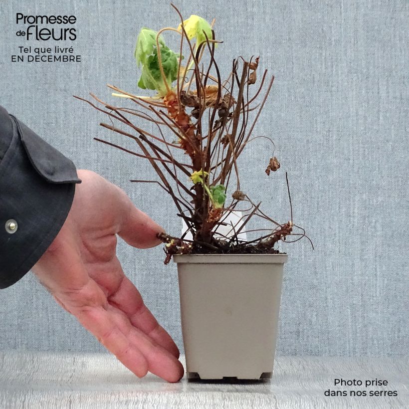 Example of Geranium macrorrhizum Bevan s Variety - Rotsooievaarsbek Kweekpotje van 8/9 cm as you get in hiver