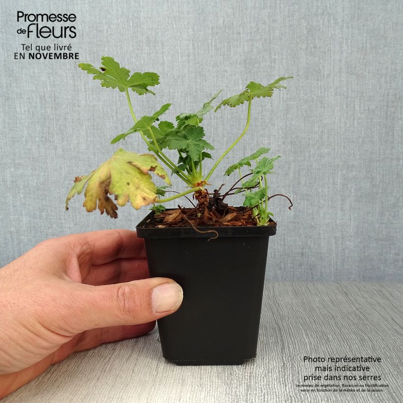 Exemplaar van Geranium macrorrhizum Czakor - Rotsooievaarsbek Kweekpotje van 8/9 cm zoals geleverd in de herfst