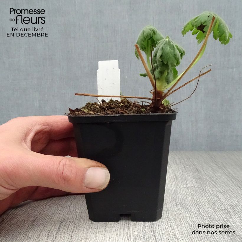 Example of Geranium macrorrhizum Czakor - Rotsooievaarsbek Kweekpotje van 8/9 cm as you get in hiver