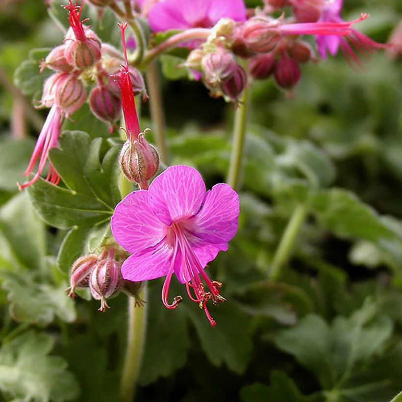 Geranium macrorrhizum Ingwersens Variety - Rotsooievaarsbek (Flowering)