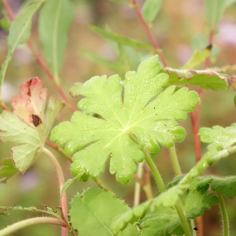 Geranium macrorrhizum Ingwersens Variety - Rotsooievaarsbek (Blad)