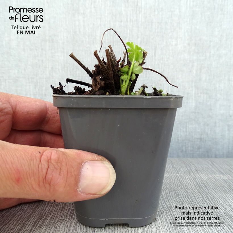Exemplaar van Geranium macrorrhizum Ingwersens Variety - Rotsooievaarsbek Kweekpotje van 8/9 cm zoals geleverd in de lente