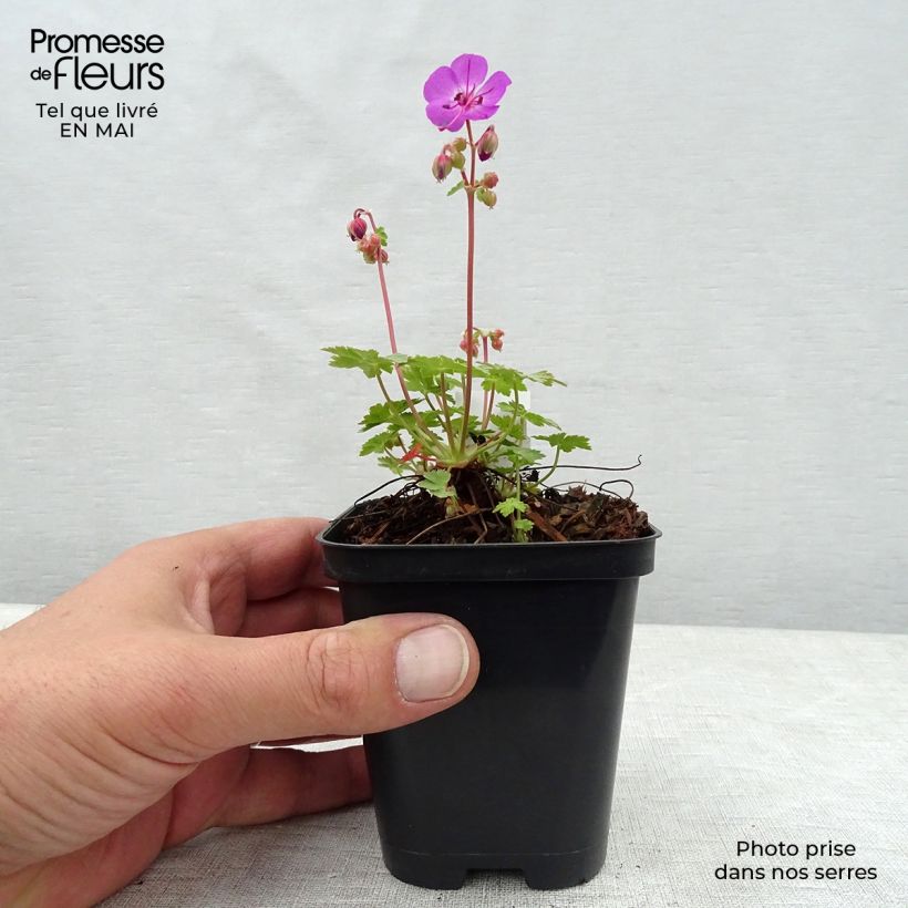 Exemplaar van Geranium macrorrhizum Olympos - Rotsooievaarsbek Kweekpotje van 8/9 cm zoals geleverd in de lente