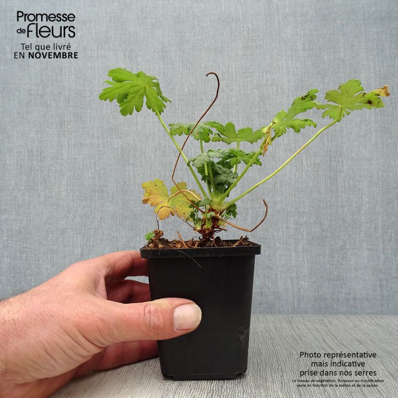 Exemplaar van Geranium macrorrhizum Olympos - Rotsooievaarsbek Kweekpotje van 8/9 cm zoals geleverd in de herfst