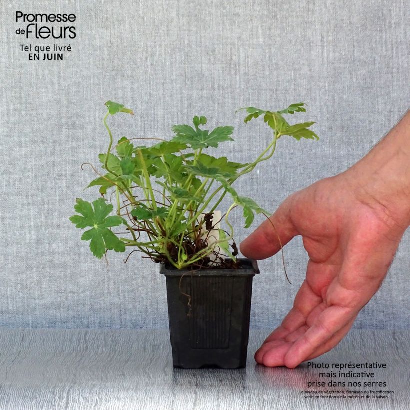 Exemplaar van Geranium macrorrhizum Spessart - Rotsooievaarsbek Kweekpotje van 8/9 cm zoals geleverd in de zomer