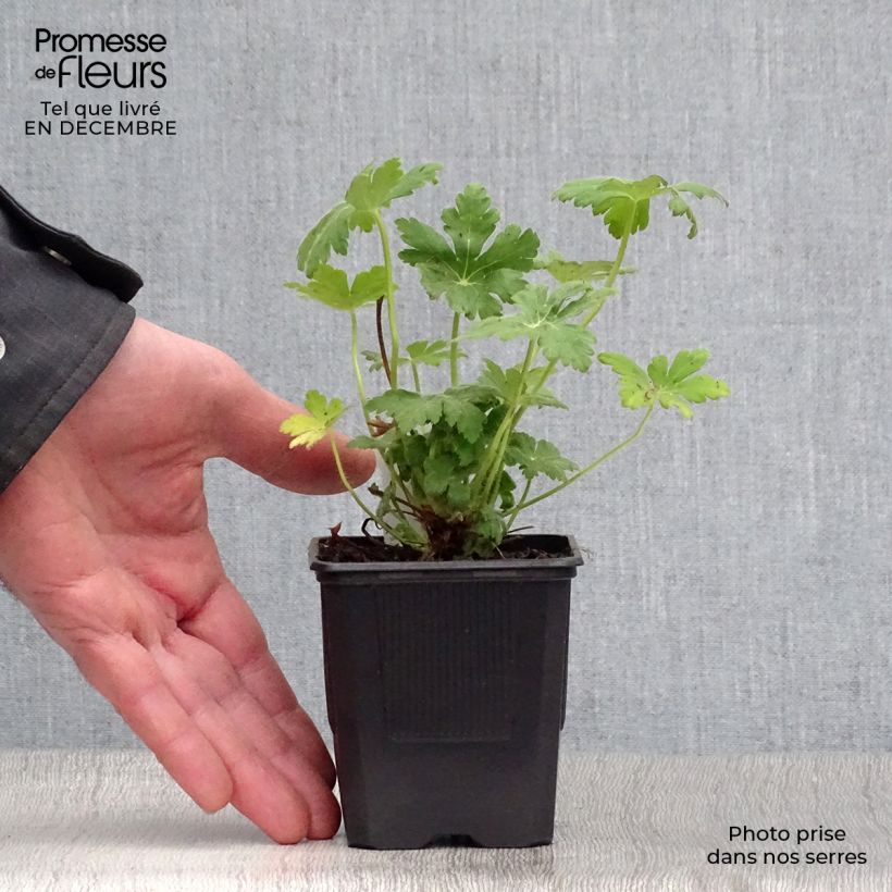 Example of Geranium macrorrhizum Spessart - Rotsooievaarsbek Kweekpotje van 8/9 cm as you get in hiver