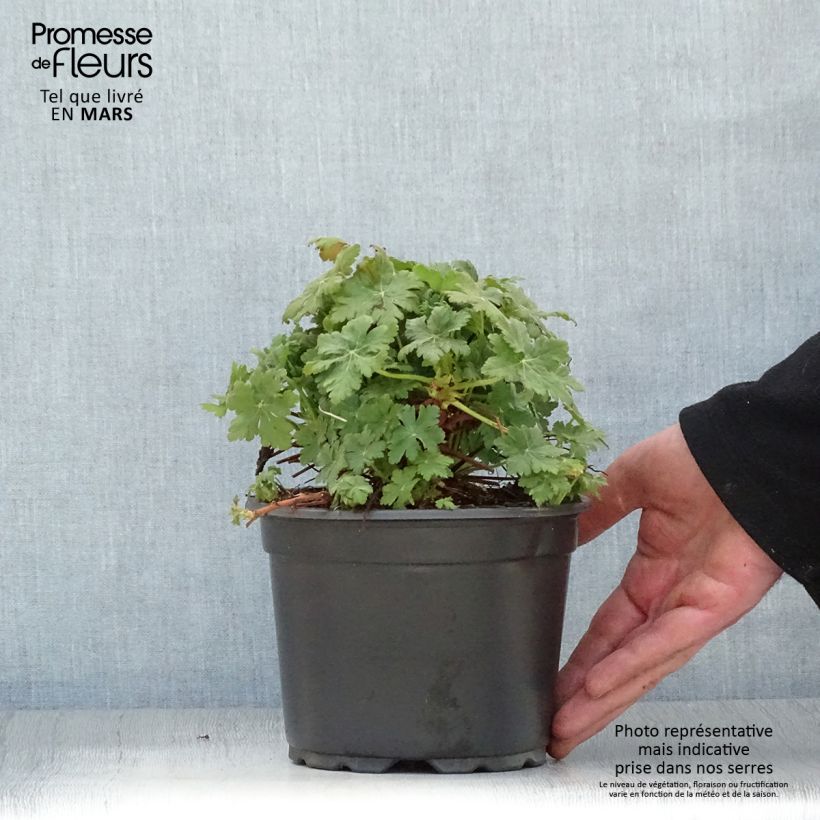Exemplaar van Geranium macrorrhizum Spessart - Rotsooievaarsbek Pot van 2 l/3 l zoals geleverd in de lente