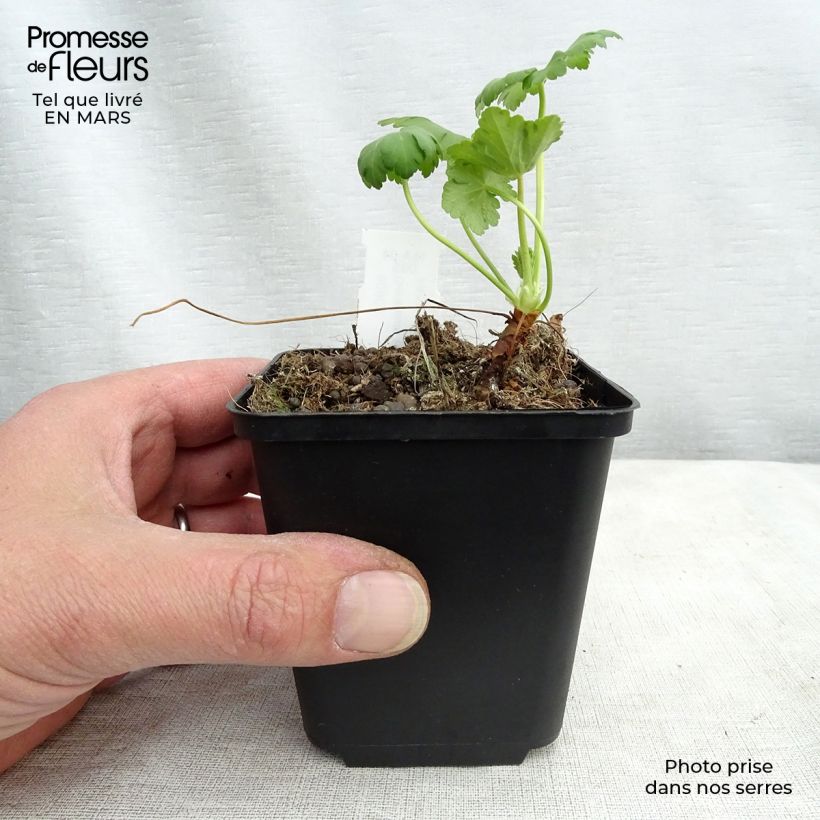 Example of Geranium vivace macrorrhizum White Ness Kweekpotje van 8/9 cm as you get in hiver