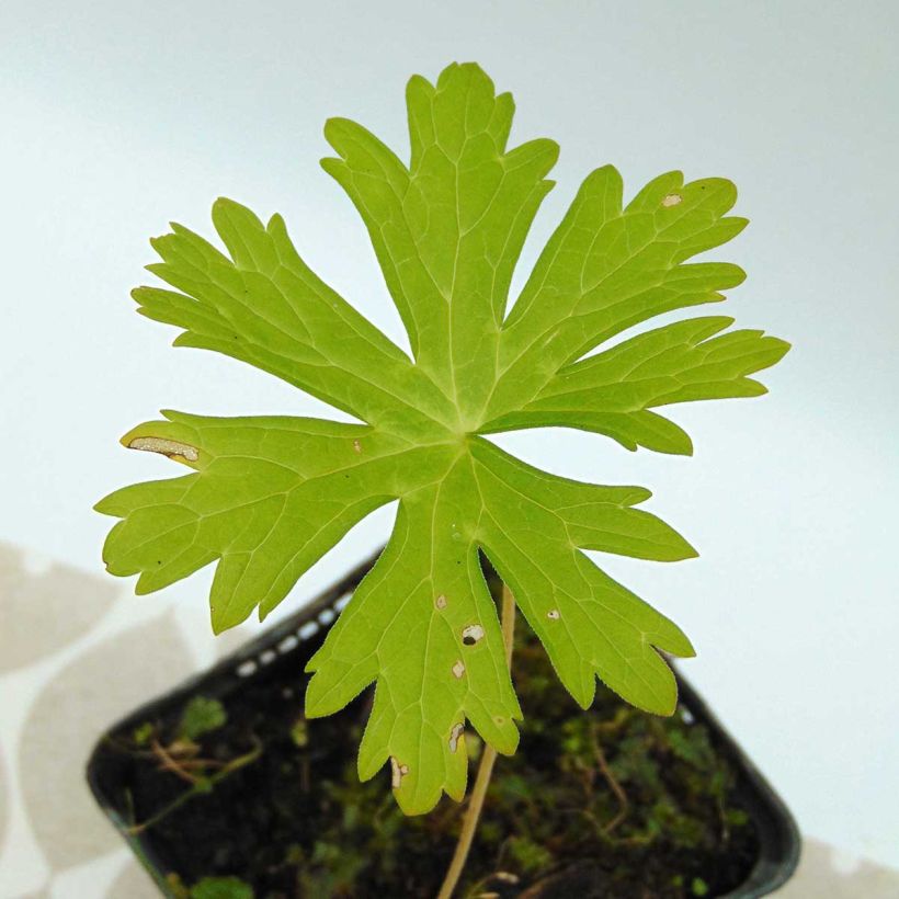 Geranium maculatum - Gevlekte ooievaarsbek (Blad)