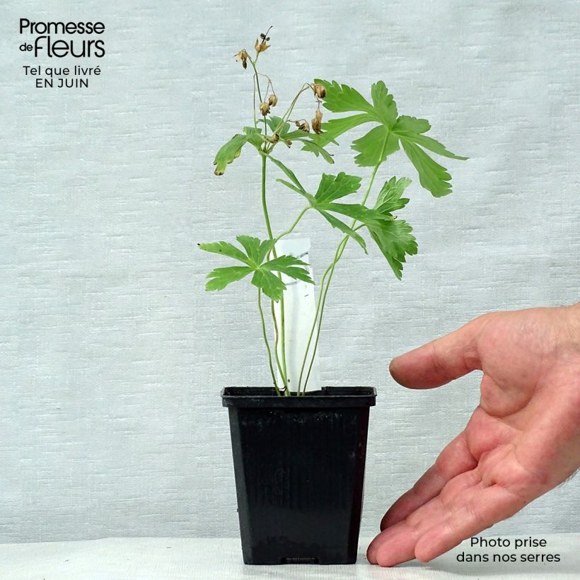 Exemplaar van Geranium maculatum Chatto - Gevlekte ooievaarsbek Kweekpotje van 8/9 cm zoals geleverd in de zomer