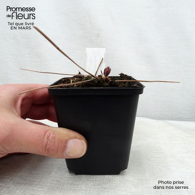 Exemplaar van Geranium maculatum Espresso - Gevlekte ooievaarsbek Kweekpotje van 8/9 cm zoals geleverd in de lente