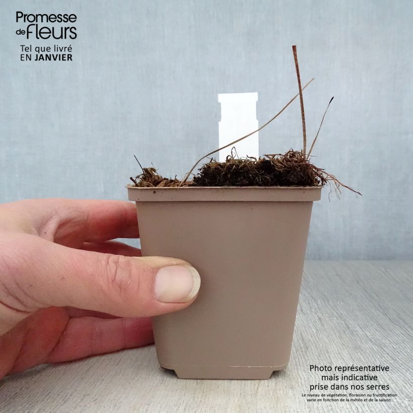 Example of Géranium vivace maculatum Espresso Kweekpotje van 8/9 cm as you get in hiver