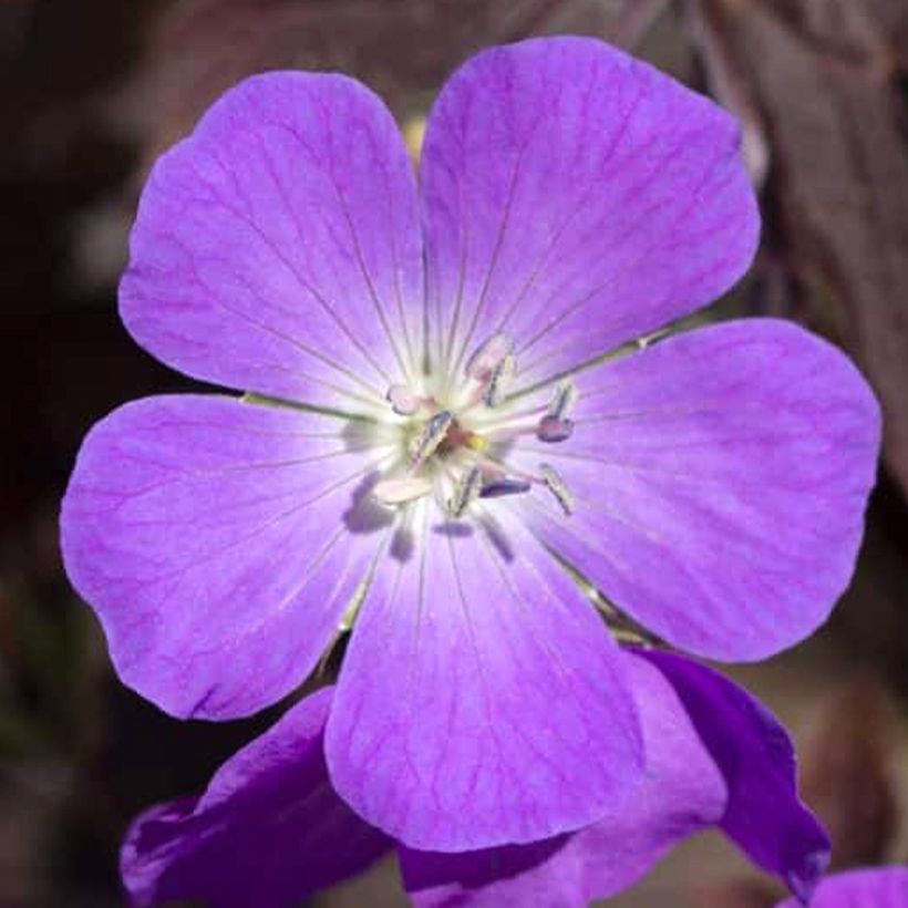 Geranium maculatum Stormy Night - Gevlekte ooievaarsbek (Flowering)