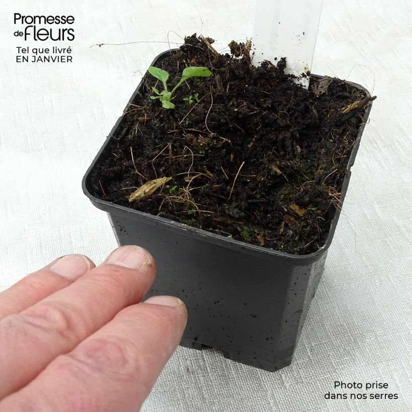 Example of Geranium maculatum var. album - Gevlekte ooievaarsbek Kweekpotje van 8/9 cm as you get in hiver