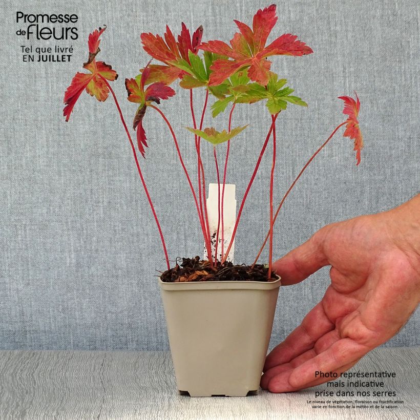 Exemplaar van Geranium maculatum Vickie Lynn - Gevlekte ooievaarsbek Kweekpotje van 8/9 cm zoals geleverd in de zomer