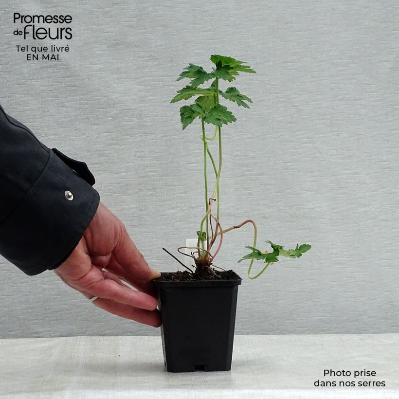 Exemplaar van Geranium magnificum - Ooievaarsbek Kweekpotje van 8/9 cm zoals geleverd in de lente