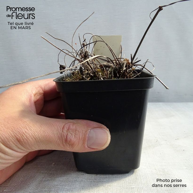 Example of Géranium vivace magnificum Blue Blood Kweekpotje van 8/9 cm as you get in hiver