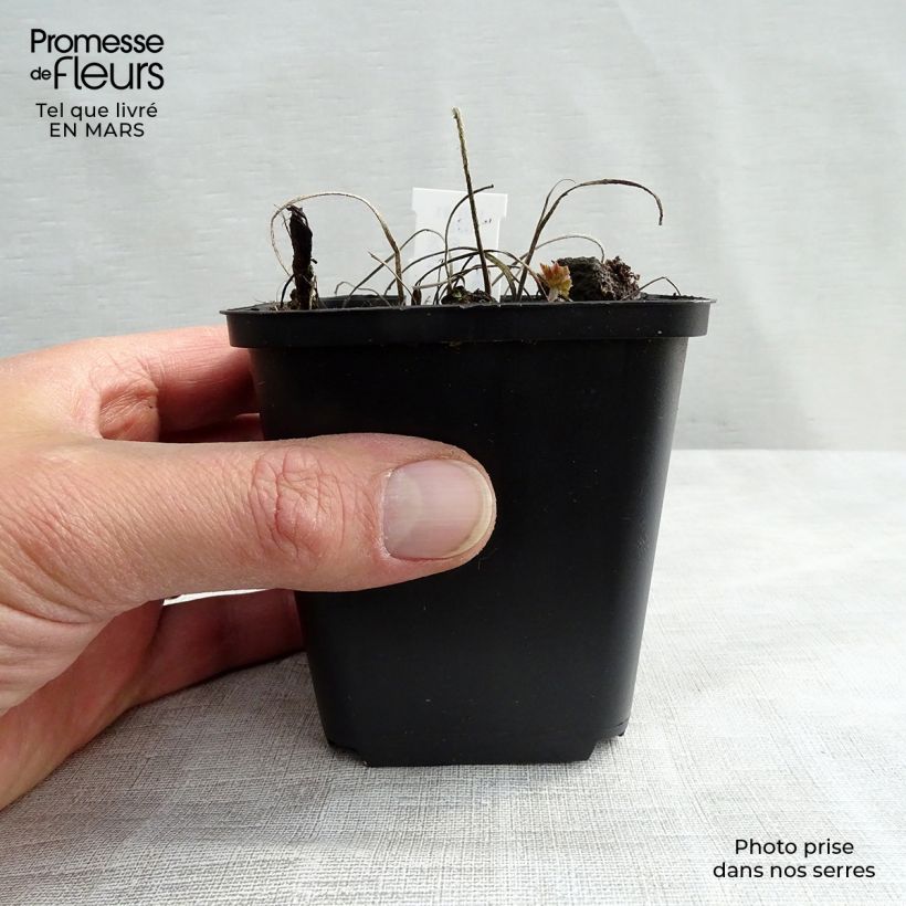 Example of Géranium vivace magnificum Rosemoor Kweekpotje van 8/9 cm as you get in hiver