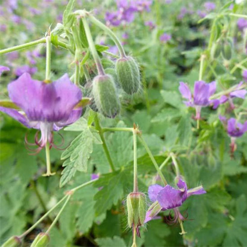 Geranium monacense - Ooievaarsbek (Bloei)