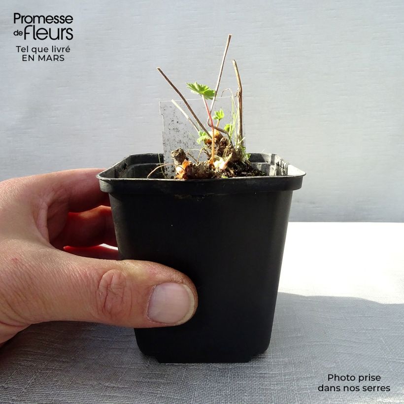 Exemplaar van Geranium monacense - Ooievaarsbek Kweekpotje van 8/9 cm zoals geleverd in de lente