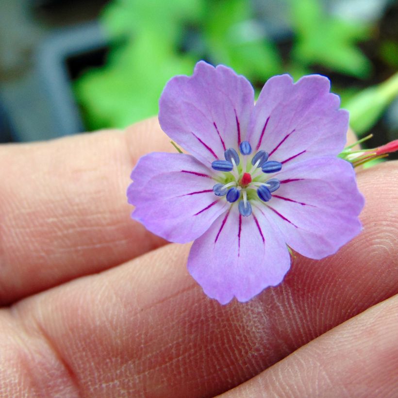 Geranium nodosum - Ooievaarsbek (Flowering)