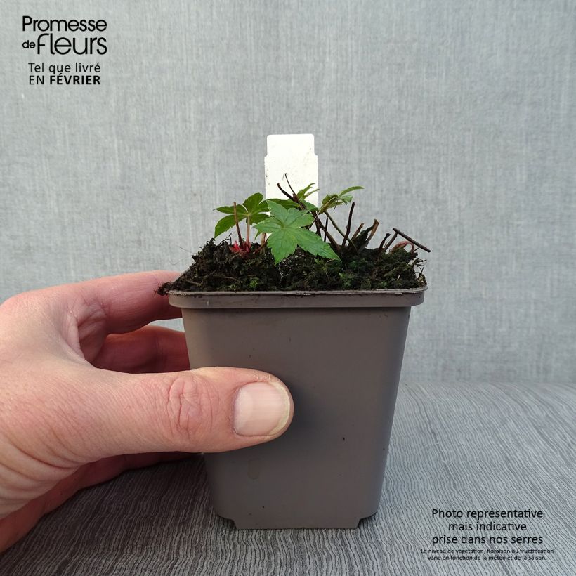 Example of Geranium nodosum Clos du Coudray - Ooievaarsbek Kweekpotje van 8/9 cm as you get in hiver