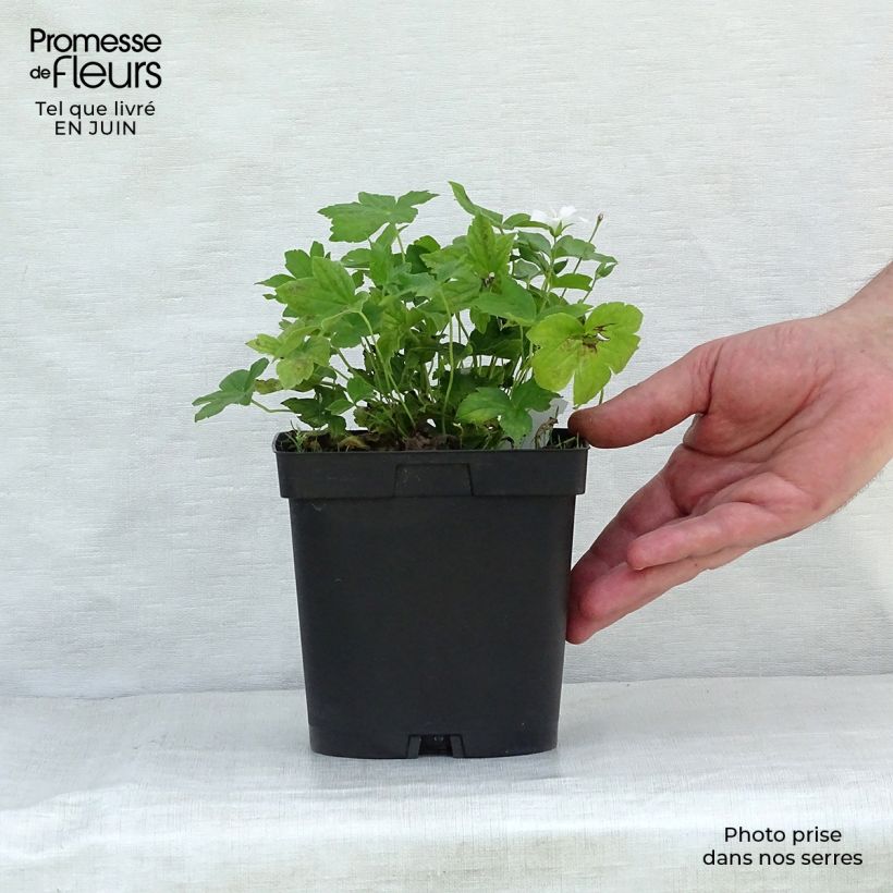 Example of Geranium nodosum Silverwood - Ooievaarsbek Pot van 2 l/3 l as you get in ete