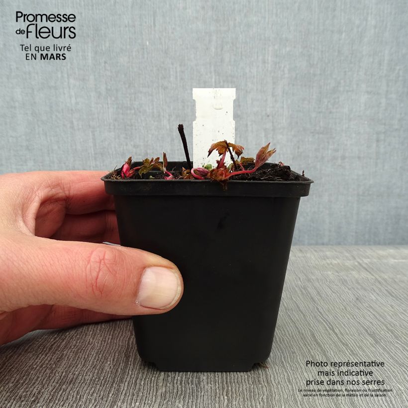 Example of Geranium nodosum Simon - Ooievaarsbek Kweekpotje van 8/9 cm as you get in hiver