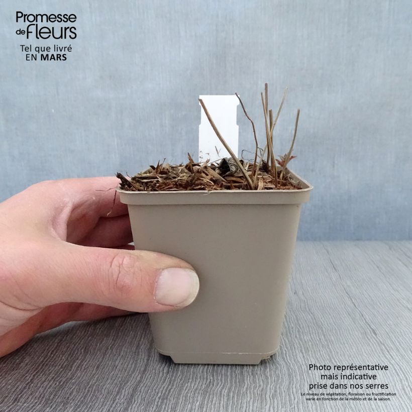 Exemplaar van Geranium nodosum Simon - Ooievaarsbek Kweekpotje van 8/9 cm zoals geleverd in de lente