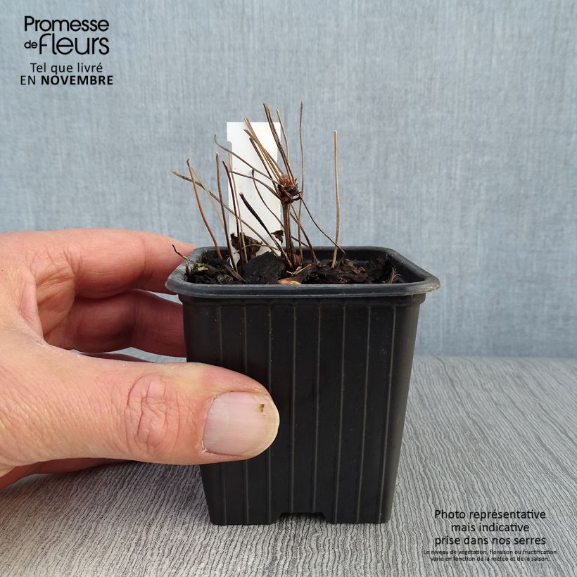 Exemplaar van Geranium nodosum - Ooievaarsbek Kweekpotje van 8/9 cm zoals geleverd in de herfst