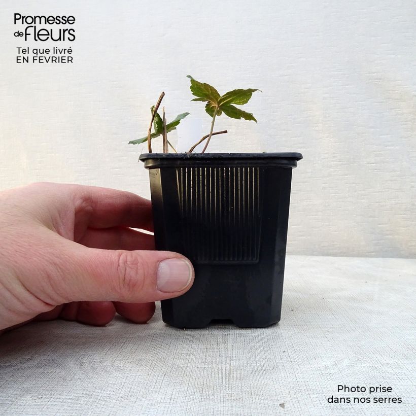 Example of Geranium nodosum - Ooievaarsbek Kweekpotje van 8/9 cm as you get in hiver