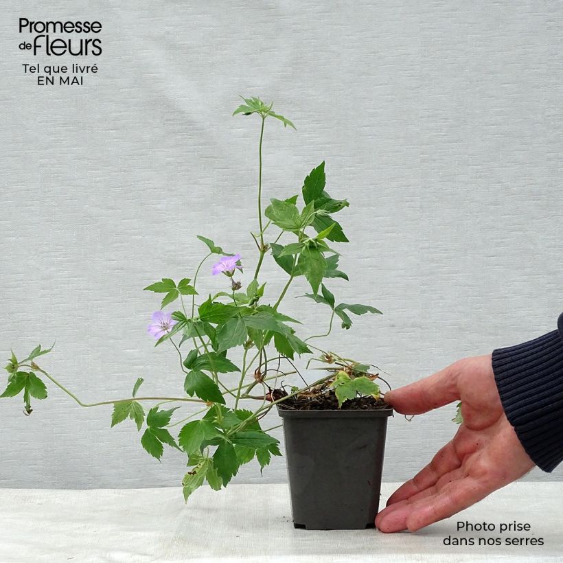 Exemplaar van Geranium nodosum - Ooievaarsbek Kweekpotje van 8/9 cm zoals geleverd in de lente