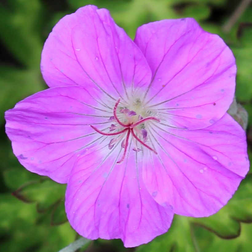 Geranium orientalitibeticum - Ooievaarsbek (Bloei)