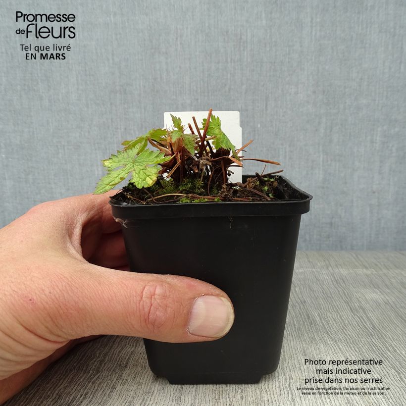 Exemplaar van Geranium Ankum's White (zaad) Kweekpotje van 8/9 cm zoals geleverd in de lente