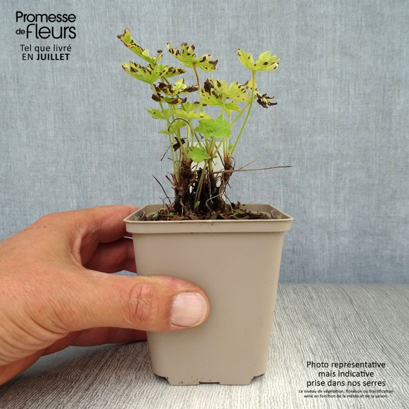 Exemplaar van Geranium oxonianum Claridge Druce - Ooievaarsbek Kweekpotje van 8/9 cm zoals geleverd in de zomer
