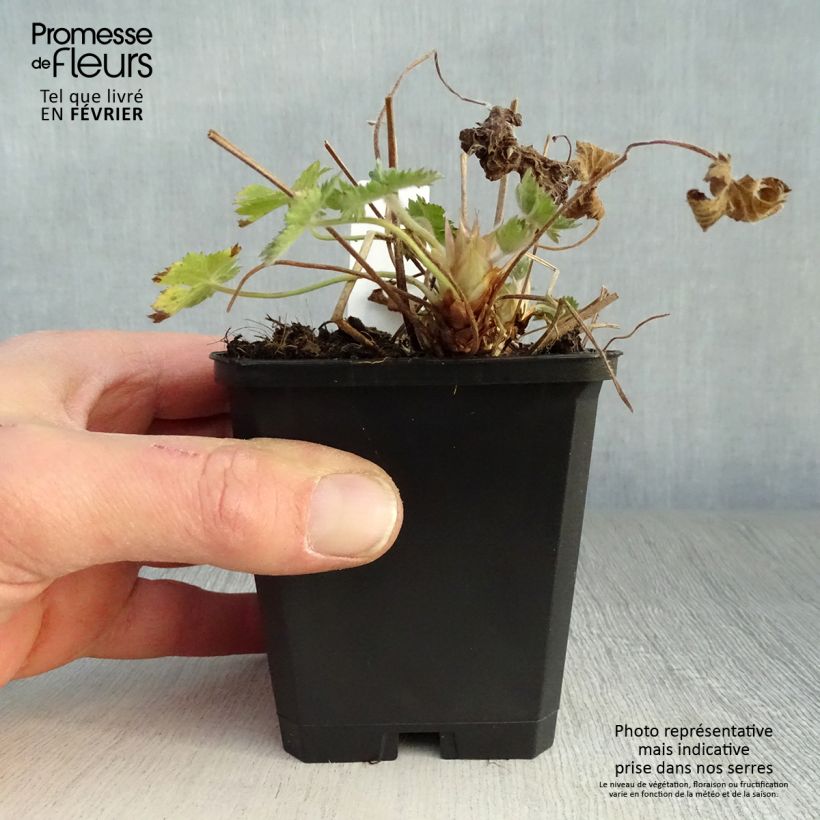 Example of Géranium vivace oxonianum Claridge Druce Kweekpotje van 8/9 cm as you get in hiver