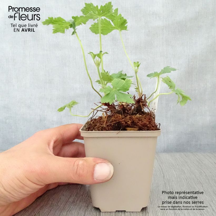 Exemplaar van Geranium oxonianum Hollywood - Ooievaarsbek Kweekpotje van 8/9 cm zoals geleverd in de lente