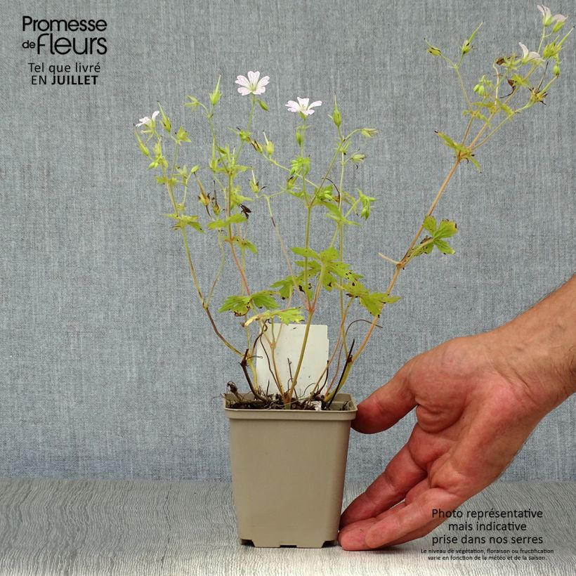 Exemplaar van Geranium oxonianum Katherine Adele - Ooievaarsbek Kweekpotje van 8/9 cm zoals geleverd in de zomer