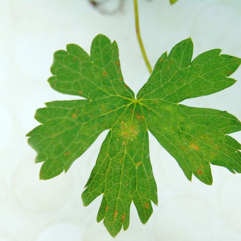 Geranium oxonianum Rosenlicht - Ooievaarsbek (Foliage)
