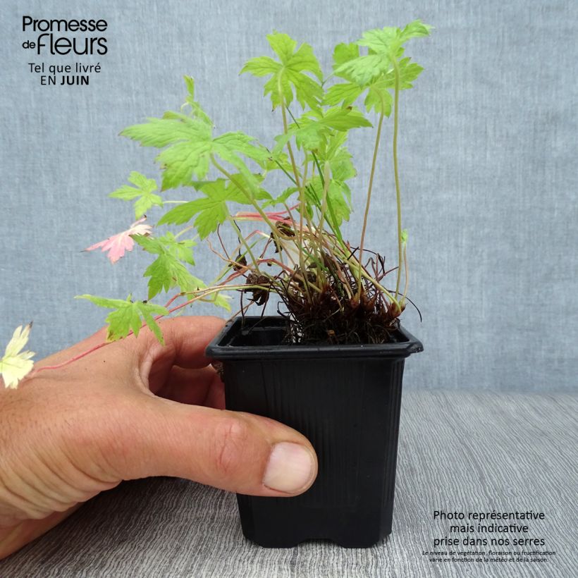 Exemplaar van Geranium oxonianum Rosenlicht - Ooievaarsbek Kweekpotje van 8/9 cm zoals geleverd in de zomer