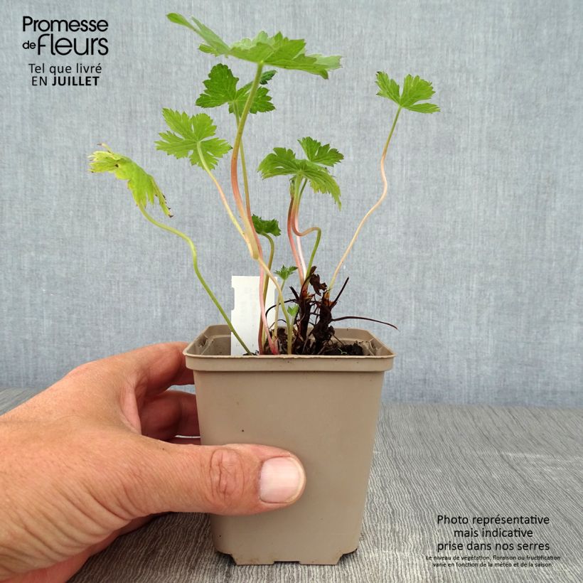Exemplaar van Geranium oxonianum Sherwood - Ooievaarsbek (zaad) Kweekpotje van 8/9 cm zoals geleverd in de zomer