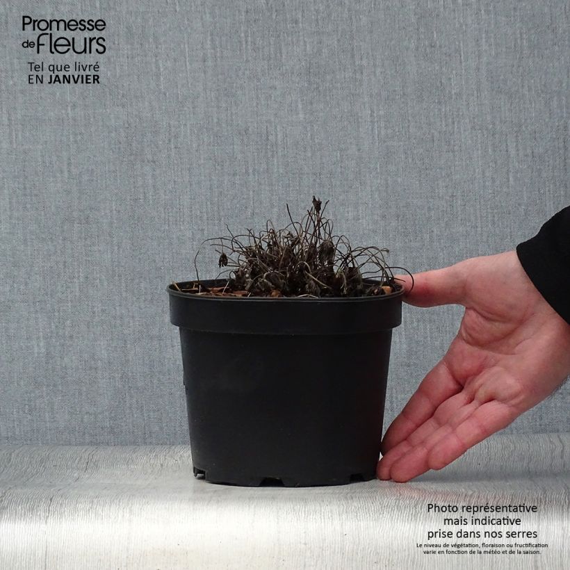 Example of Géranium vivace oxonianum Sherwood Pot van 2 l/3 l as you get in hiver