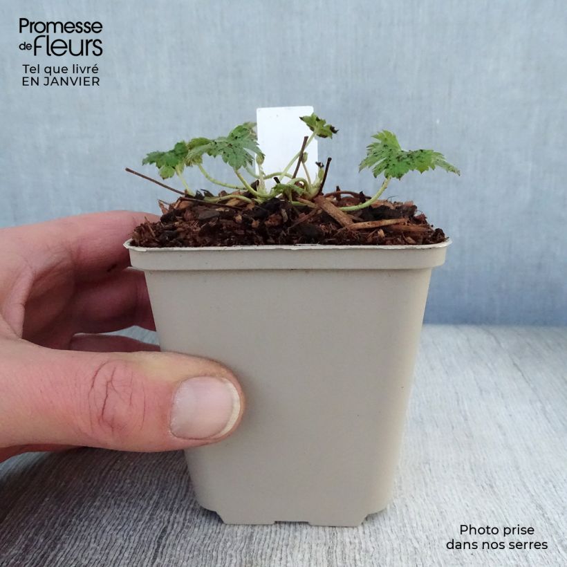 Example of Geranium oxonianum Southcombe Double - Dubbele ooievaarsbek Kweekpotje van 8/9 cm as you get in hiver